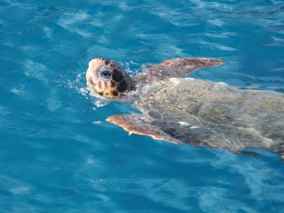images/gallery/areas/16 Benetia Apartments Cottage private cove turtle